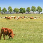 Reetdachhaus Waldidylle Сasa de vacaciones *
